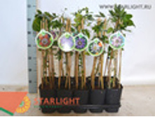 ���������� (45) 595.00