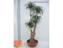 ������ (210) 17 995.00