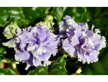 ��-��������� ����� (���� �� ���������)