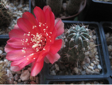 Lobivia pigionacantha v. salitrensis