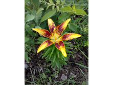 IMG 20150708 105423.jpg