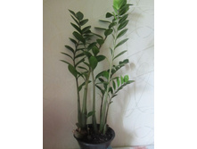 ������������ 003.jpg