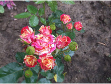 ������� �� ������