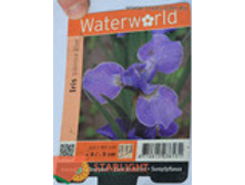 ���� ��������� (30) 295.00