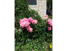 ����� ��� �����, ��� ����. 110 ���.