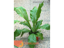 ��������� ����� (70) 795.00