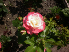 ��������� "������ ������ ������"