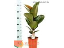 ����� ����� ������� (90) 1 550.00