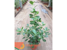 ������ ���� ������ (140) 2 995.00