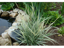 �������(�����������)70