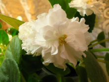 IMG 4881.JPG