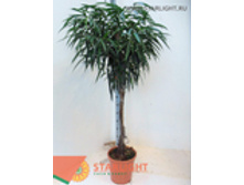 ����� ���� ���� (180) 13 995.00