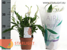 ����������� ���� (40) 125.00