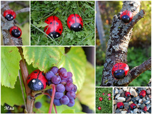 ���� �� ������� �� ����� - ����� ��������� ��� ���. �ӣ ������� �� ����� �������� � ������ ţ (����� �������) ��������� ����-��.jpg