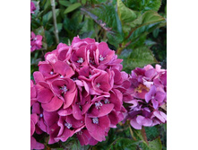 Hydrangea (���������) m. Merveille Sanguinea P17/C2 25-30 CM - 5,5