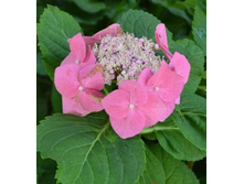 Hydrangea (���������) m. Deutschland P19/C3 25-30 CM - 5,9