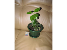 ������������