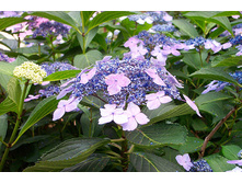 ��������� ��������� ��� ����