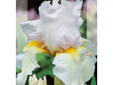 ���� ���������� ���� ������ ����. 130