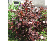 Physocarpus (��������.) opulifolius Red Baron - 3,08