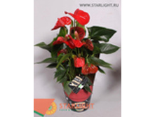 �������� ����� ������ (65) 995.00