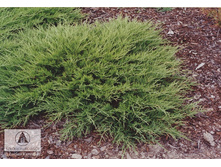 Juniperus (����-�) sabina Arcadia - 4,2