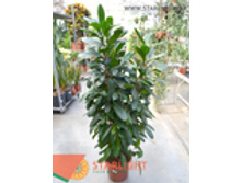 ����� ������������ (150) 2 995.00