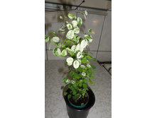 ������ ...... ������� ������ .... ������� �� ����� �� ����� �� 2-3 ������ !!!!