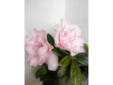 IMG 20160621 195151.jpg