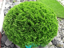 Thuja (���) occidentalis Danica - 4,59
