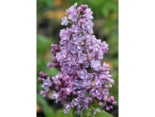 Syringa (������) hyacinthiflora Drushba - 7,8