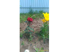 P 20160623 114817 1 p.jpg