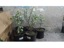 ��� �����������