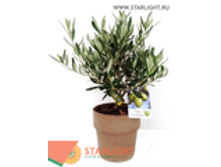 ����� ����������� (45) 1 595.00