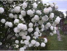 ������ ���������