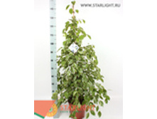 ����� ����� ������ ���� (140) 2 550.00