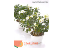 ������� ������ (45) 3 550.00