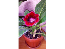 ����������� �������