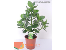 ������ �������� (55) 995.00