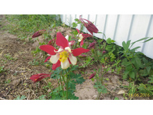 P 20160616 185517 1 p.jpg