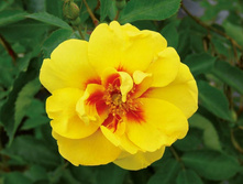 Rosa (����) Eyeconic C5 - 9,95