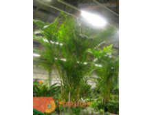 ����� ��������� (150) 2 995.00