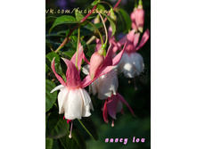 ������ Nancy Lou