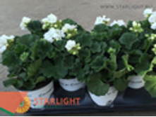 ���������� ������� (20) 155.00