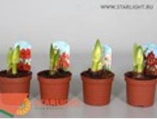 ����������2 (25) 255.00