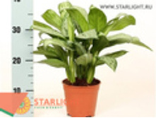 ��������� ����� �������� (45) 595.00