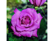 Rosa (����) Ametista C5 - 10,24