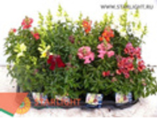 ��������� ����� (25) 145.00