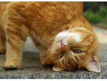 ������ ... ��� �� ������� ...