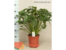 ����������� ������� (70) 3 995.0